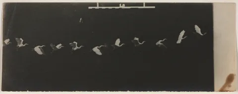 Étienne-Jules Marey, Chronophotograph of a Flying Heron