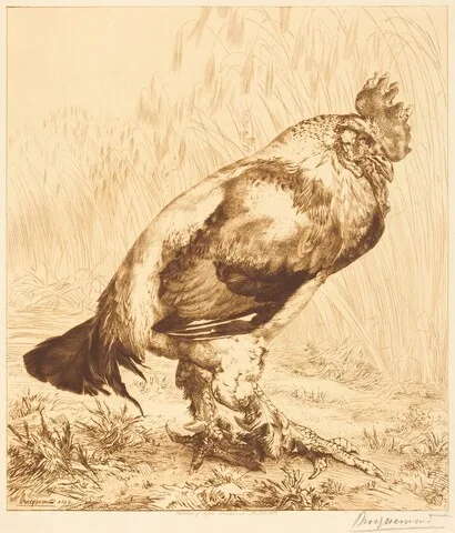 Félix Bracquemond, The Old Cock