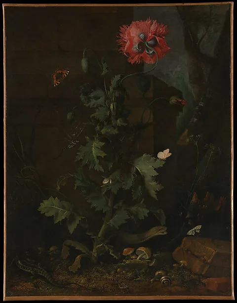 Otto Marseus van Schrieck, Still Life with Poppy, Insects, and Reptiles