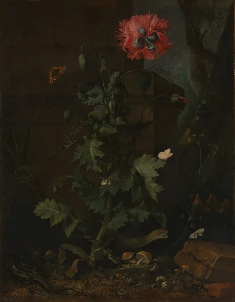 Otto Marseus van Schrieck, Still Life with Poppy, Insects, and Reptiles