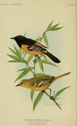 Louis Agassiz Fuertes, Icterus fuertesi Chapman, adult male and female
