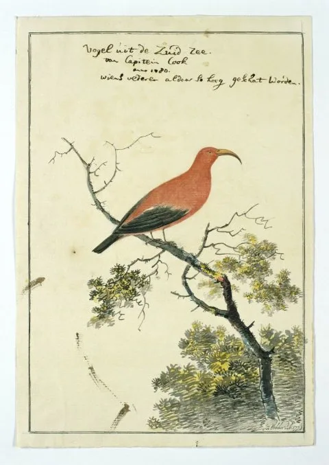 John Webber, Vestiaria coccinea (Iiwi or Scarlet Hawaiian honeycreeper)