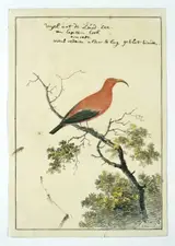 John Webber, Vestiaria coccinea (Iiwi or Scarlet Hawaiian honeycreeper)