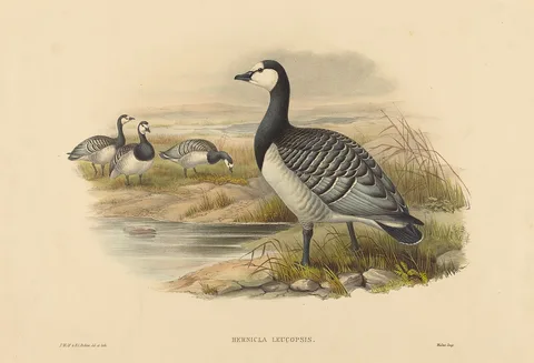 Joseph Wolf, Barnacle Goose (Bernicla Leucopsis)