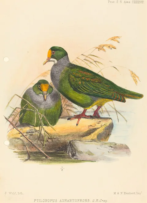 Joseph Wolf, Two Birds (Ptilonopus Auranthfrons)