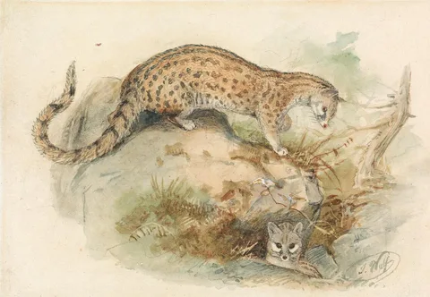 Joseph Wolf, Genets