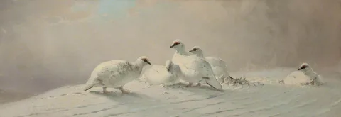 Joseph Wolf, Ptarmigan