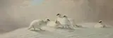 Joseph Wolf, Ptarmigan