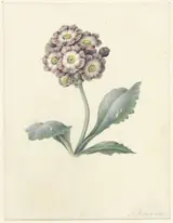 Maria Margaretha van Os, Bloemenstudie