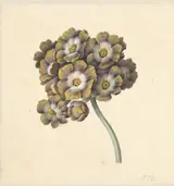 Maria Margaretha van Os, Bloemenstudie