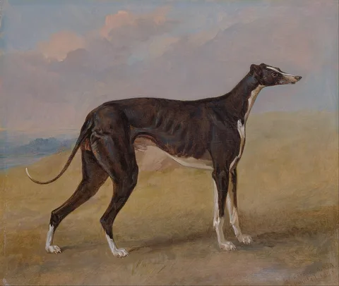 George Garrard, Turk, a greyhound, the property of George Lane Fox