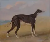 George Garrard, Turk, a greyhound, the property of George Lane Fox