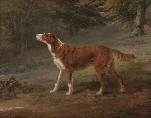 George Garrard, Ranger, a setter, the property of Elizabeth Gray