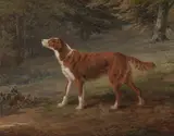 George Garrard, Ranger, a setter, the property of Elizabeth Gray