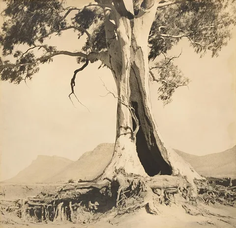 Harold Cazneaux, Spirit of endurance