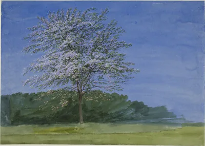 William Turner, Study of a Tree in Bloom