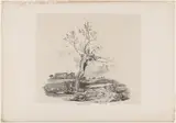 Carl August Lebschée, Wild Willow Tree by the Water
