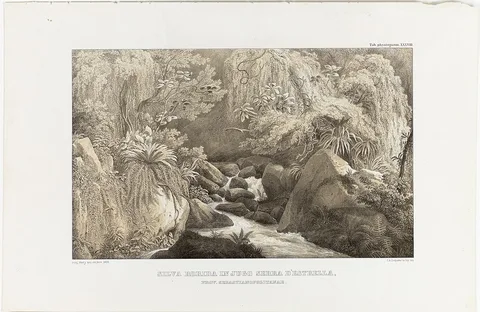 Carl August Lebschée, Silva Rorida in Jugo Serra D'Estrella, Prov. Sebastianopolitanae