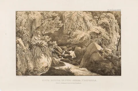 Carl August Lebschée, Silva Rorida in jugo Serra d´Estrella, Prov. Sebastianopolitanae