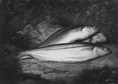 Samuel Marsden Brookes, California Smelt