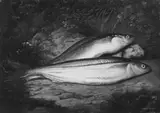 Samuel Marsden Brookes, California Smelt