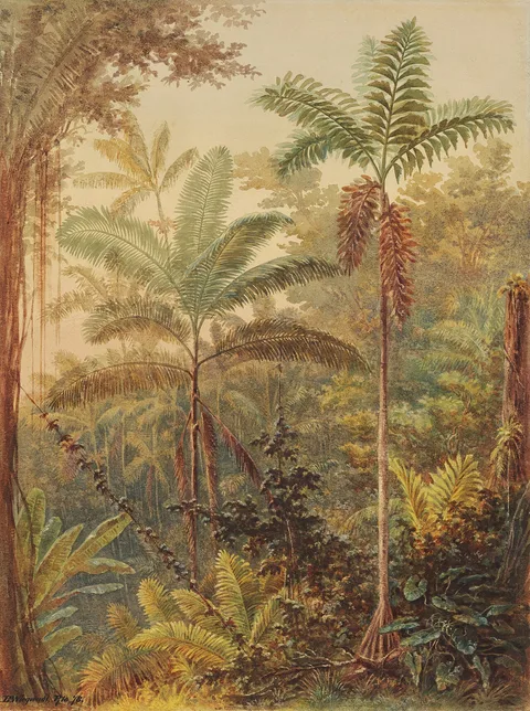 Bernhard Wiegandt, Vegetação tropical (atribuído)
