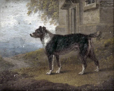 Charles Towne, Wire-Haired Terrier