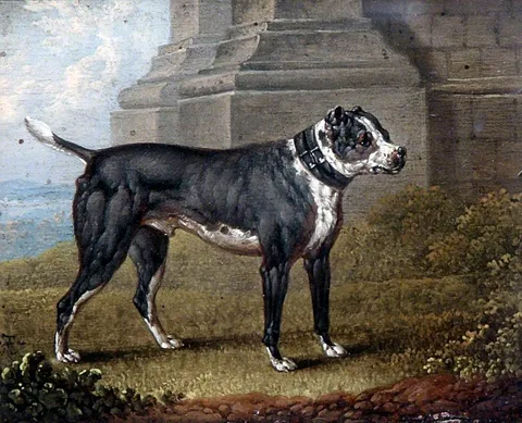 Charles Towne, Bull Terrier