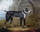 Charles Towne, Bull Terrier