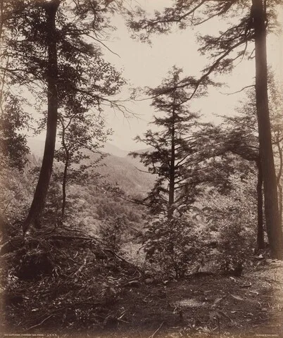 William H. Rau, Cliff View, Through the Trees