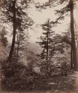 William H. Rau, Cliff View, Through the Trees