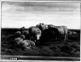 Helmert van der Flier, Shepherd with Sheep