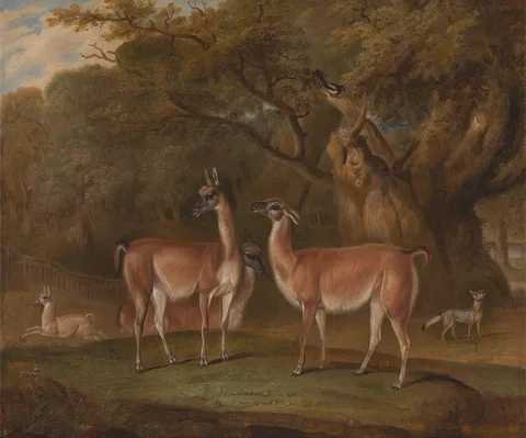 Thomas Weaver, Llamas and a fox in a wooded landscape