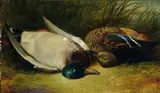 Abel Hold, Still Life