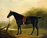 Clifton Tomson, A Saddled Black Hunter in a Landscape