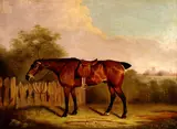 Clifton Tomson, A Saddled Bay Hunter in a Landscape, beside a Fence