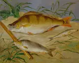 Dean Wolstenholme the younger, An Angler's Catch of Coarse Fish