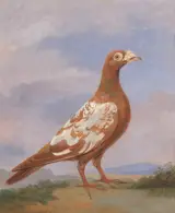 Dean Wolstenholme the younger, Red pied carrier