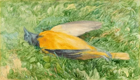 John Henry Hill, Golden Robin (Northern Oriole)
