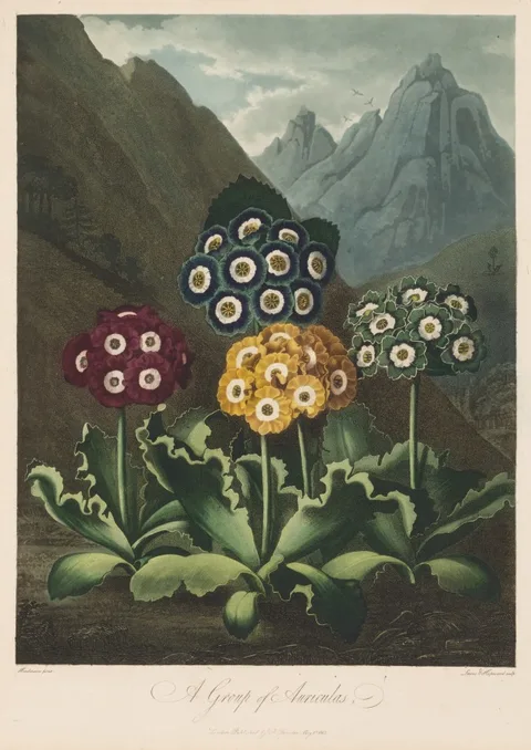 Dr. Robert John Thornton, The Temple of Flora, or Garden of Nature:  A Group of Auriculas