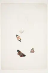 Charles Heaphy, New Zealand Moths