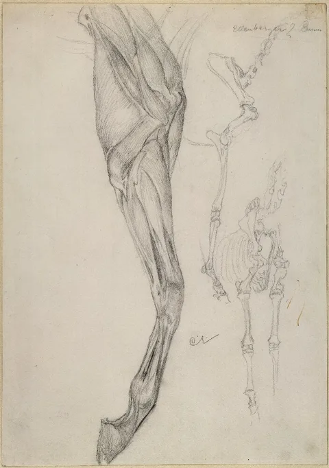 Carl Larsson, Anatomical Studies of Horse's Legs