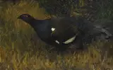 Bruno Liljefors, Black Grouse cock