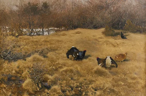 Bruno Liljefors, Black Grouse displaying
