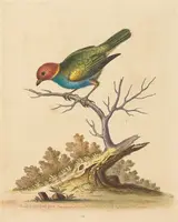 George Edwards, The Red-Headed Finch from Surinam