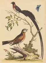 George Edwards, Two Birds, One with Very Long Tailfeathers, and Blue Butterfly