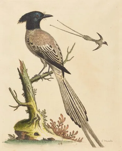 George Edwards, The Black and White Crested Bird of Paradise
