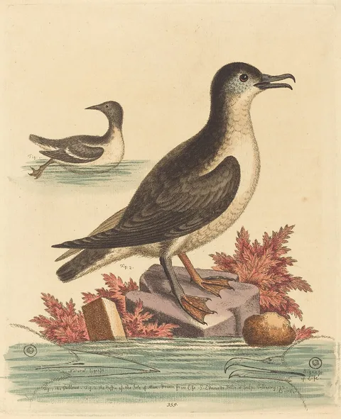 George Edwards, The Guillemot and the Puffin of the Isle of Man