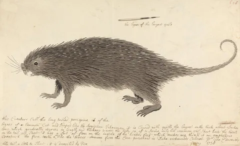 George Edwards, The Long-tailed Porcupine