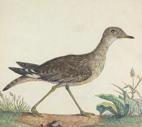 George Edwards, A Stone Curlew